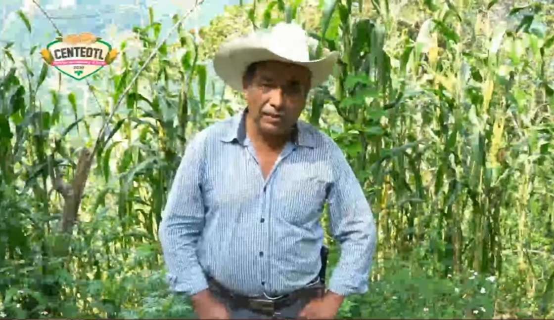 Celebran al maíz en Xicotepec.