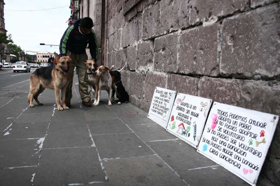 Crece un 90% el abandono de perros en la capital michoacana