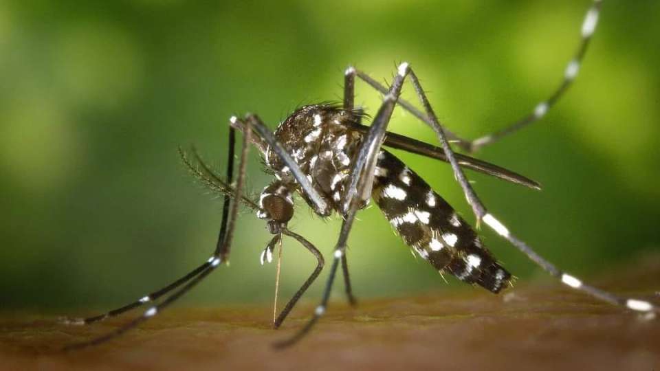 El mosco, vector de contagio de dengue.