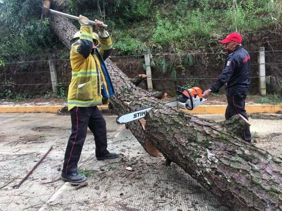 Bomberos de huauchinango, continúan atendiendo reporte de árboles caídos.