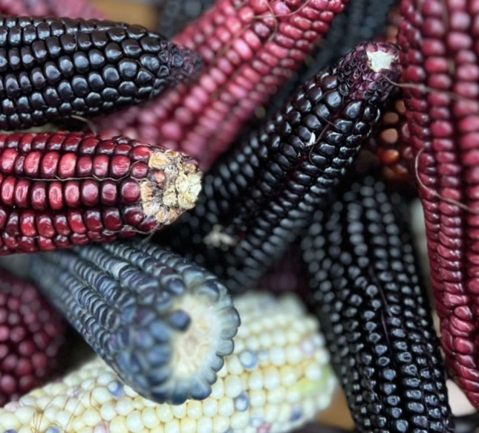 Aplicarán más recursos en 2023 para proteger maíz nativo