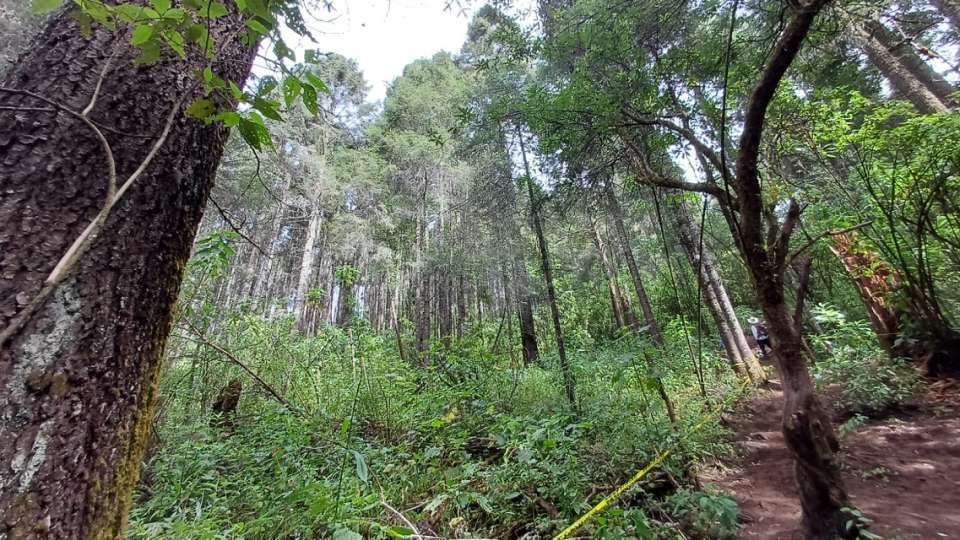 #MedioAmbiente | Preparan política para disminuir la tala de bosques en Edoméx