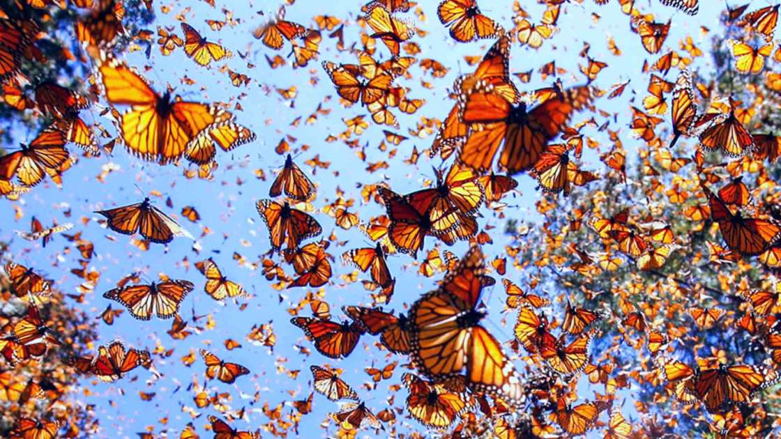 Inicia la temporada de la mariposa monarca en Michoacán