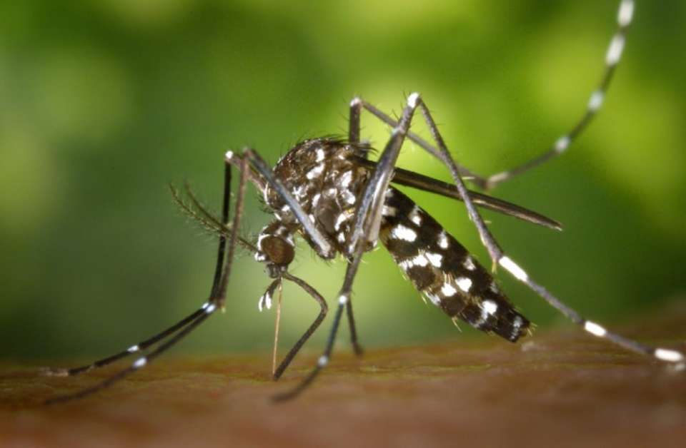 Puebla, sin defunciones ni contagios recientes por dengue: Secretaría de Salud
