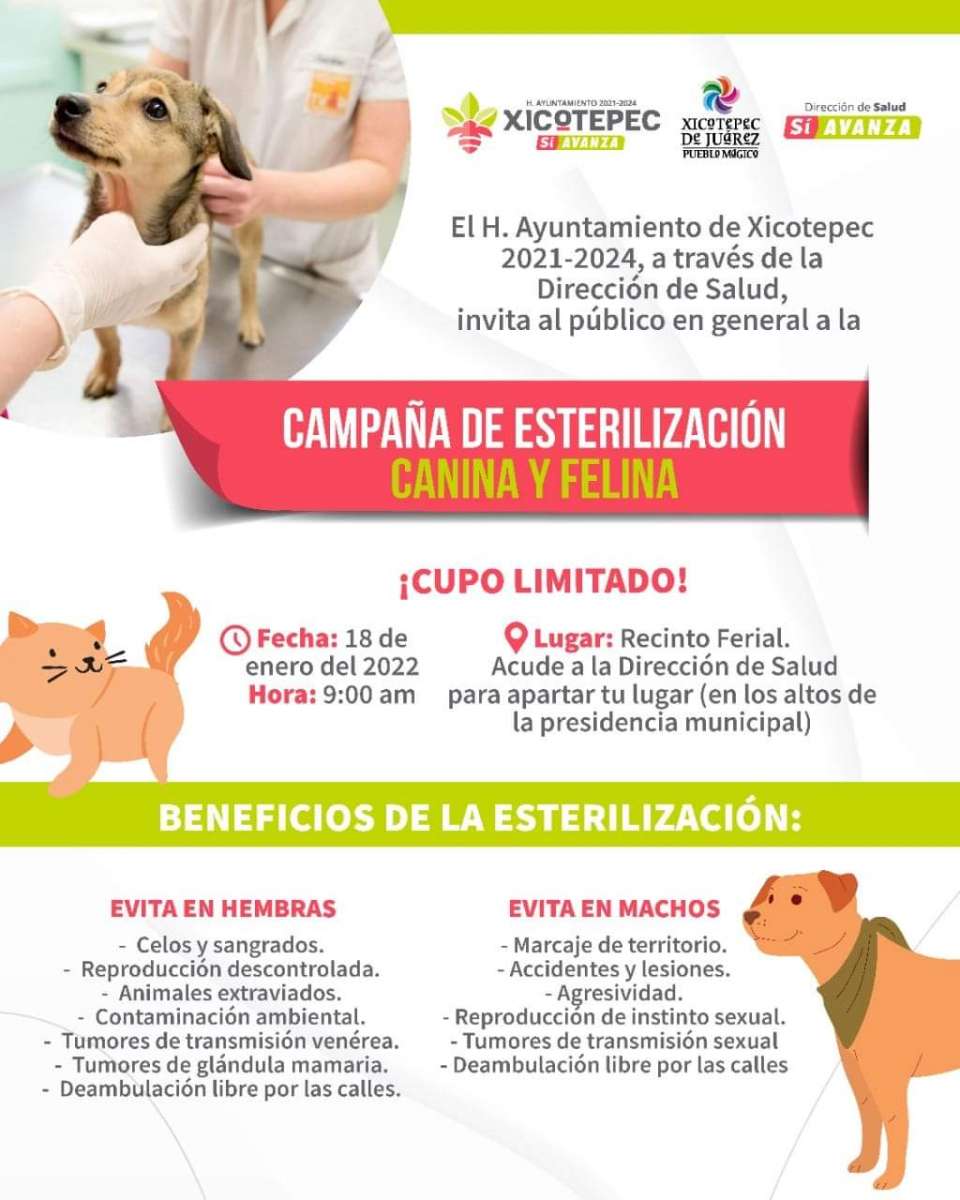 Llevarán a cabo campaña de esterilización canina y felina en Xicotepec.