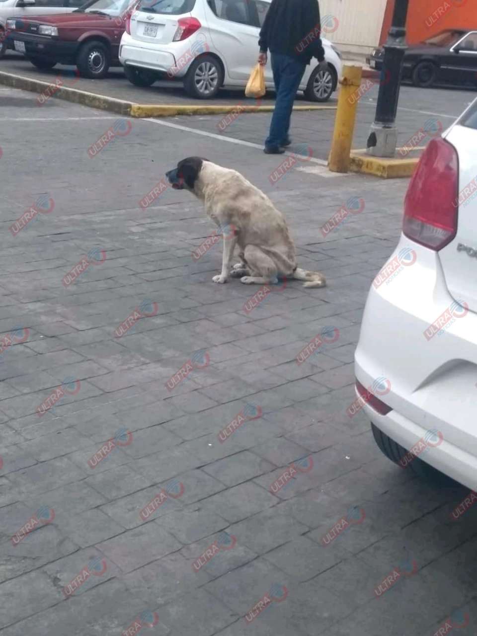 Brindan atención a perro atropellado en Huauchinango.