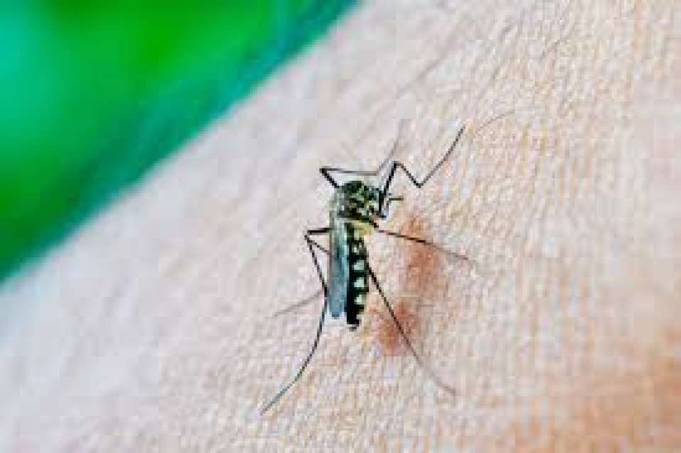 Dos nuevos contagios de dengue en Puebla en las últimas 24 horas: Secretaría de Salud
