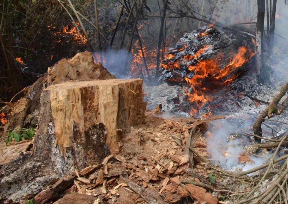 #MedioAmbiente | Recuperación de bosques afectados por incendios iniciará con lluvias
